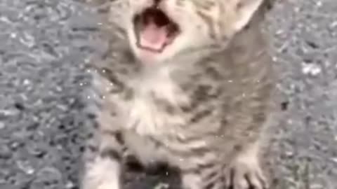 Beautifull cats🐈❤💛