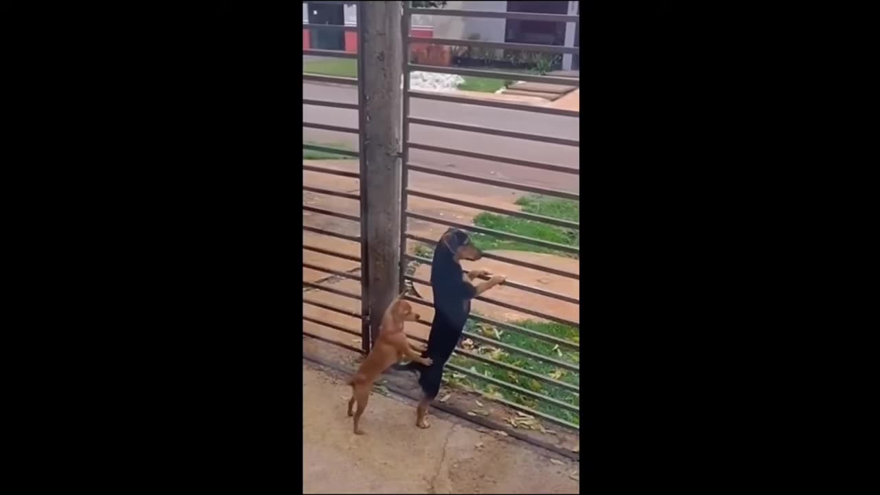 Funny animals
