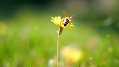 Close-up shot of busy bee gathering pollen on yellow dandelion