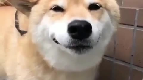 This smile may be the most healing smile I have ever seen.