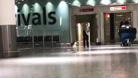 Pomeranian dog greets female owner at airport