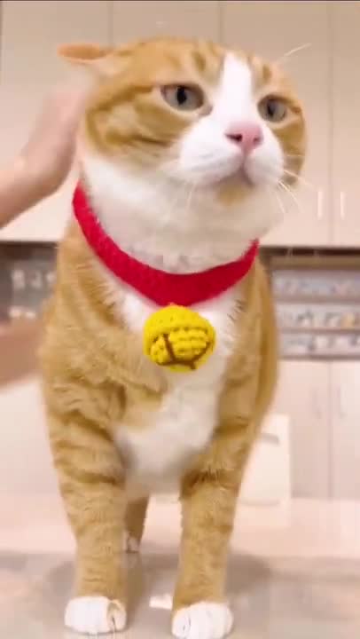 #yoga Cats and dogs _ cats meowing _ cats funny videos #shorts