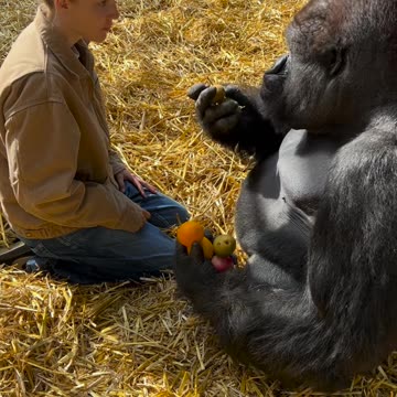 An American brave lady feeds a gorilla without fear