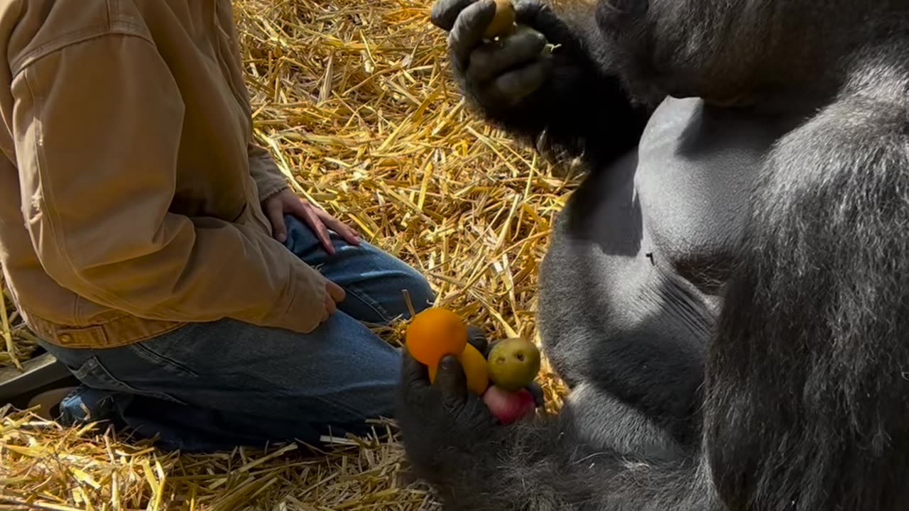 An American brave lady feeds a gorilla without fear