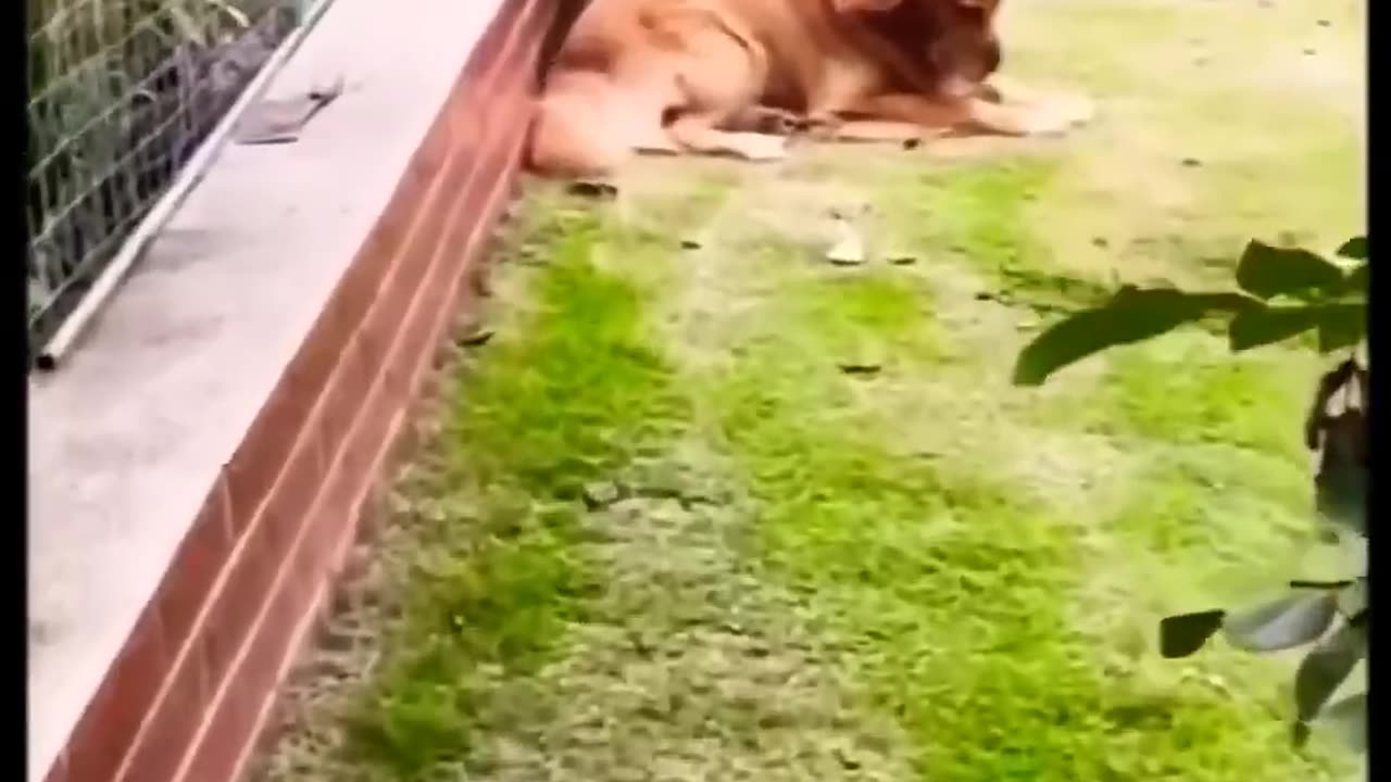 Doggo's act will melt your heart ❤️