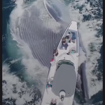 The Whale Want To Absorb The Boast