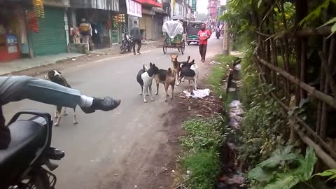 look at these dogs, they're crazy . I'll be dead from laughing. Really a best funny video 😂