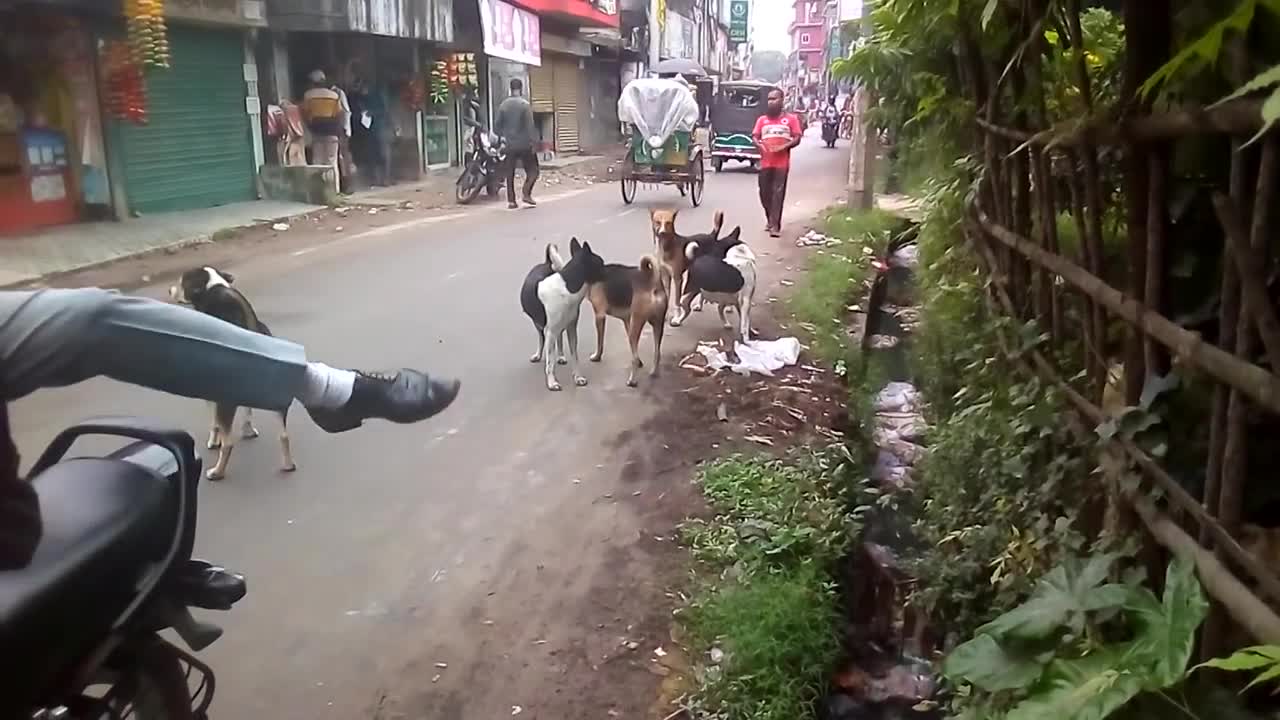 look at these dogs, they're crazy . I'll be dead from laughing. Really a best funny video 😂