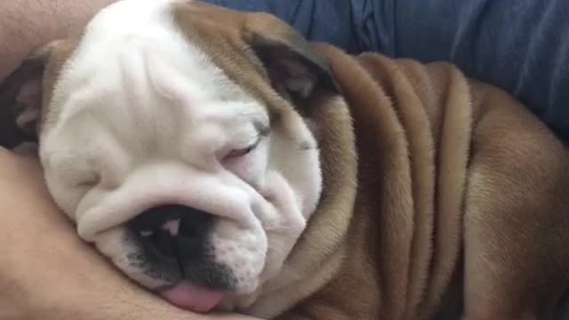 English Bulldog Puppy fights falling asleep