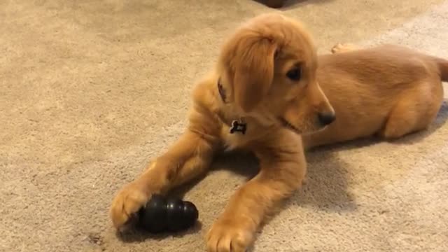 Puppy ECSTATIC about a new toy