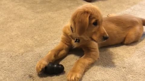 Puppy ECSTATIC about a new toy