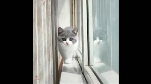 Funny Cat - 4