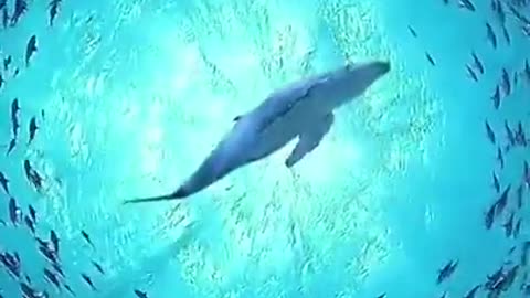 shark fish enjoying his company of thousands small fish