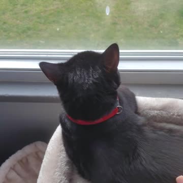 Ren Gives Love Bites