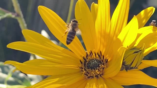 Bee in a Yellow Flower