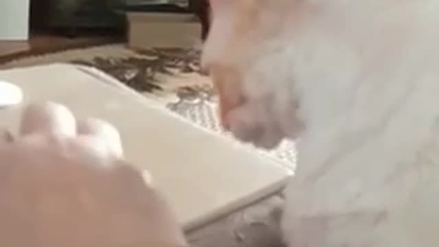 Cornish Rex bites the hand