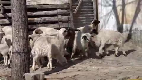 CUTE ANiMAL , Baby Lamb sound , little sheep videos