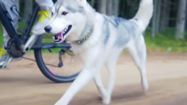 A cheerful dog is running next to its owner who is riding a bicycle!