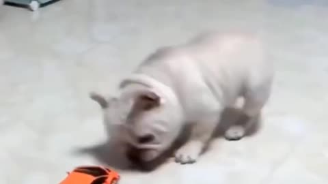 Cute dogs funny videos funny Dog Reaction