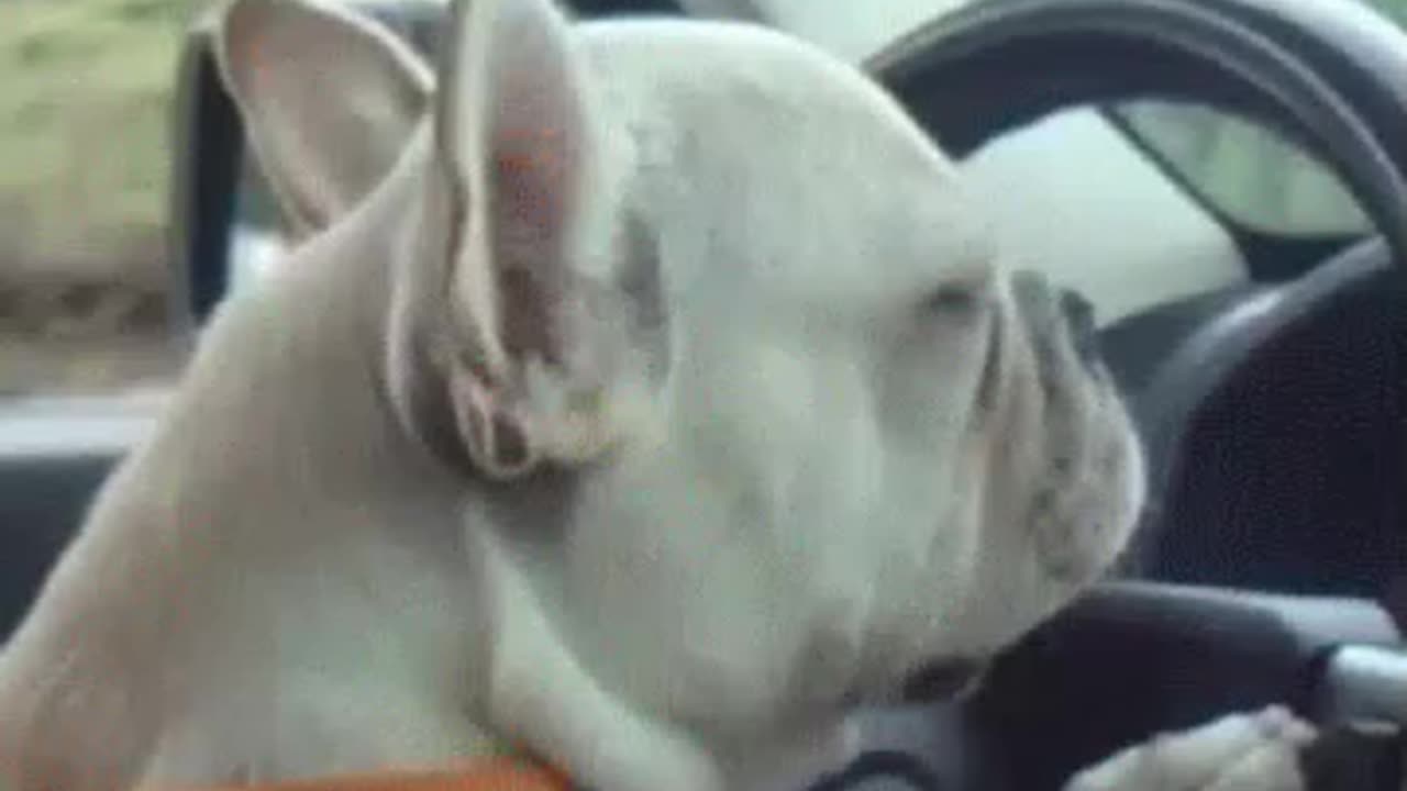 ANIMAL- WATCH THIS AMAZING DOG DRIVING A CAR- WONDERFUL