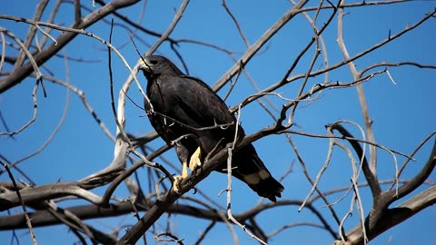 Zone-tailed Hawk Listen to Fledgling Call