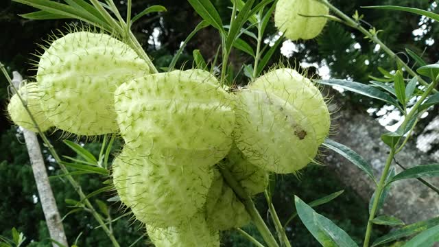 Unique flower