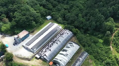 Incredible scale! Eel farm that produces 400 tons per year