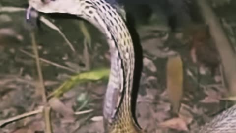 different type of snake 🐍🐍