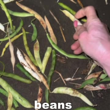 drying beans