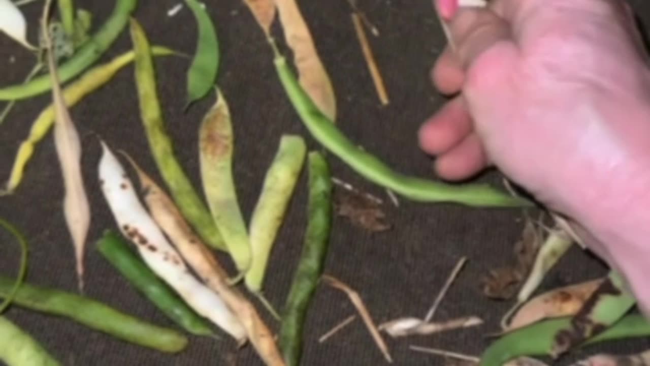 drying beans