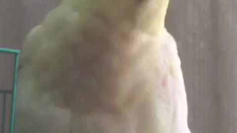 Parrot Just Love Do