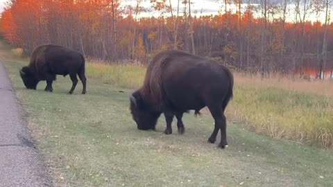 Bison figthing