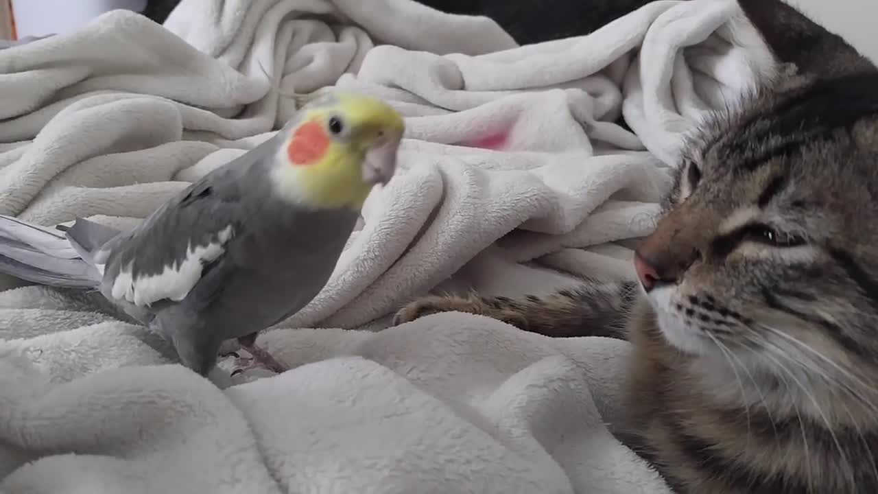 Cockatiel singing and talking to the cat.