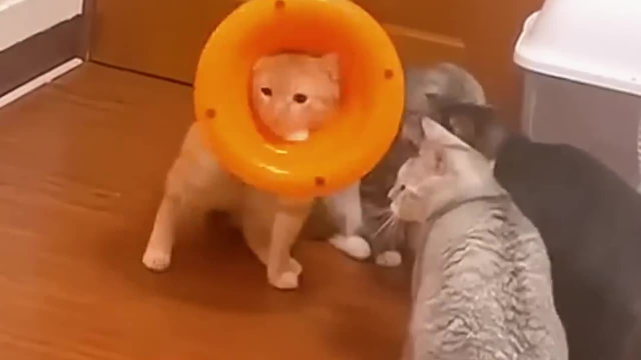 Funny cats videos 😂😂😂