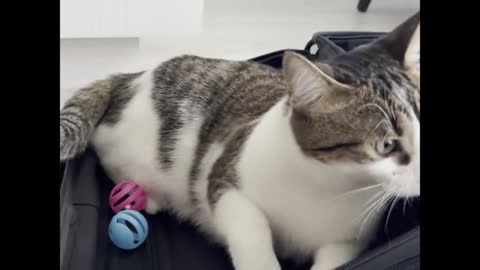 The cat is packing his toys in the owner's suitcase