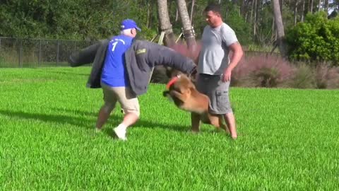 How to make dog fully aggressive with few simple tricks