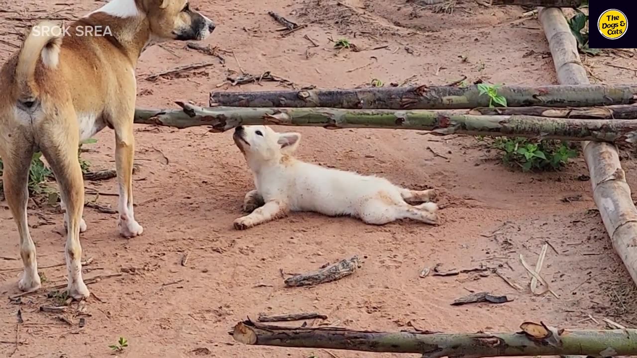 Puppy playing