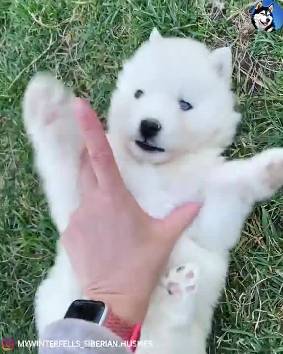 Worlds Cutest Husky Puppy Loves Belly Rubs