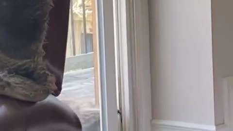 Raccoon Tries to Squeeze into Sliding Door