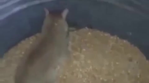 SHOCK!!!CRAZY CAT🤫😎😎 FOR MOUSE END🤯🤯