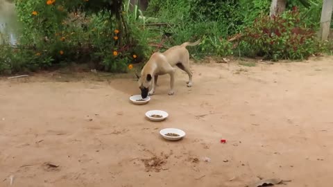 Funny Fake Tiger Prank dog vs 2 Tiger Video