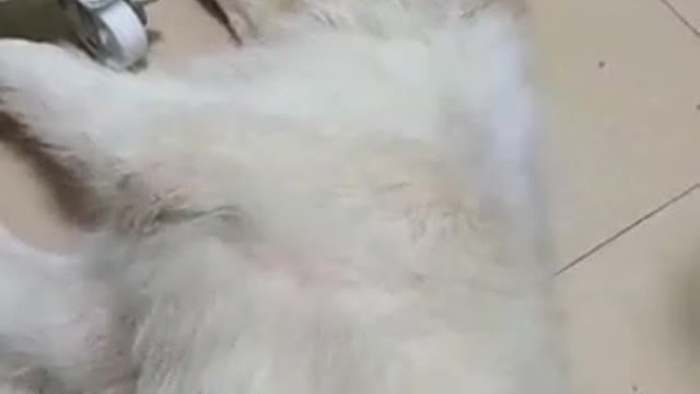 The dog just took a bath. It's too comfortable