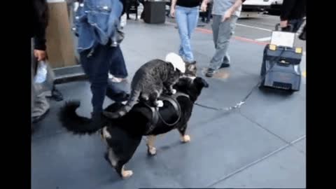 Gif video of cat taking a ride on the dog