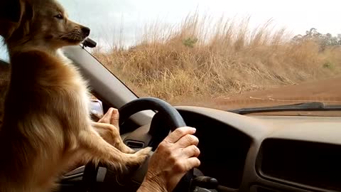 Cute Little Dog Plays with Windshield Wipers