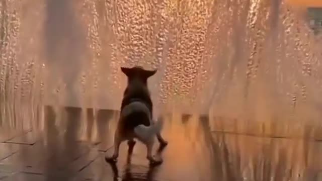 Happy dog and beautiful little video. 💙🤗💙