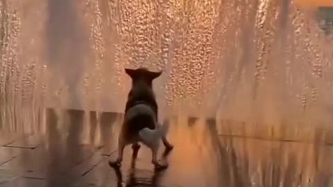 Happy dog and beautiful little video. 💙🤗💙