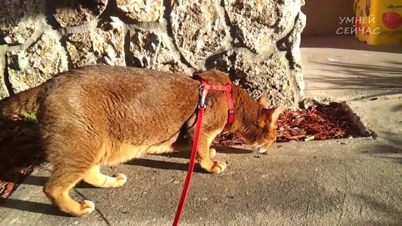The Largest Domestic Cats on the Planet | Amazing Animals | top 10