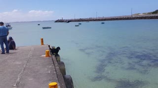 Beach dog barks at the ocean