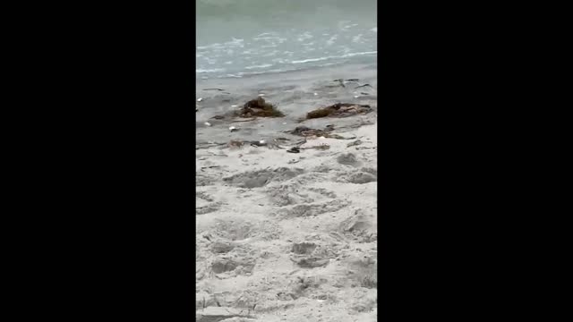 Bird on the Beach looks for food