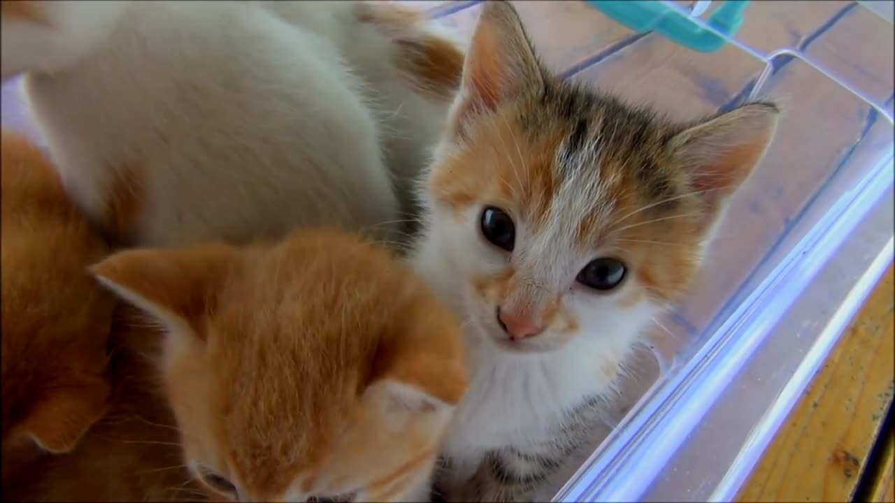 Good Cute kittens vs bad Cute kittens 😱